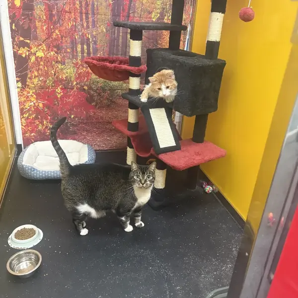 Cozy cat boarding space at K9 Rox Club